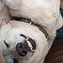 animal, canine, closeup, collar, cozy, cute, dog, friendly, fur, happy, indoor, lying_down, paw, pet, relaxed, resting, sleepy, smiling, teeth, white_fur