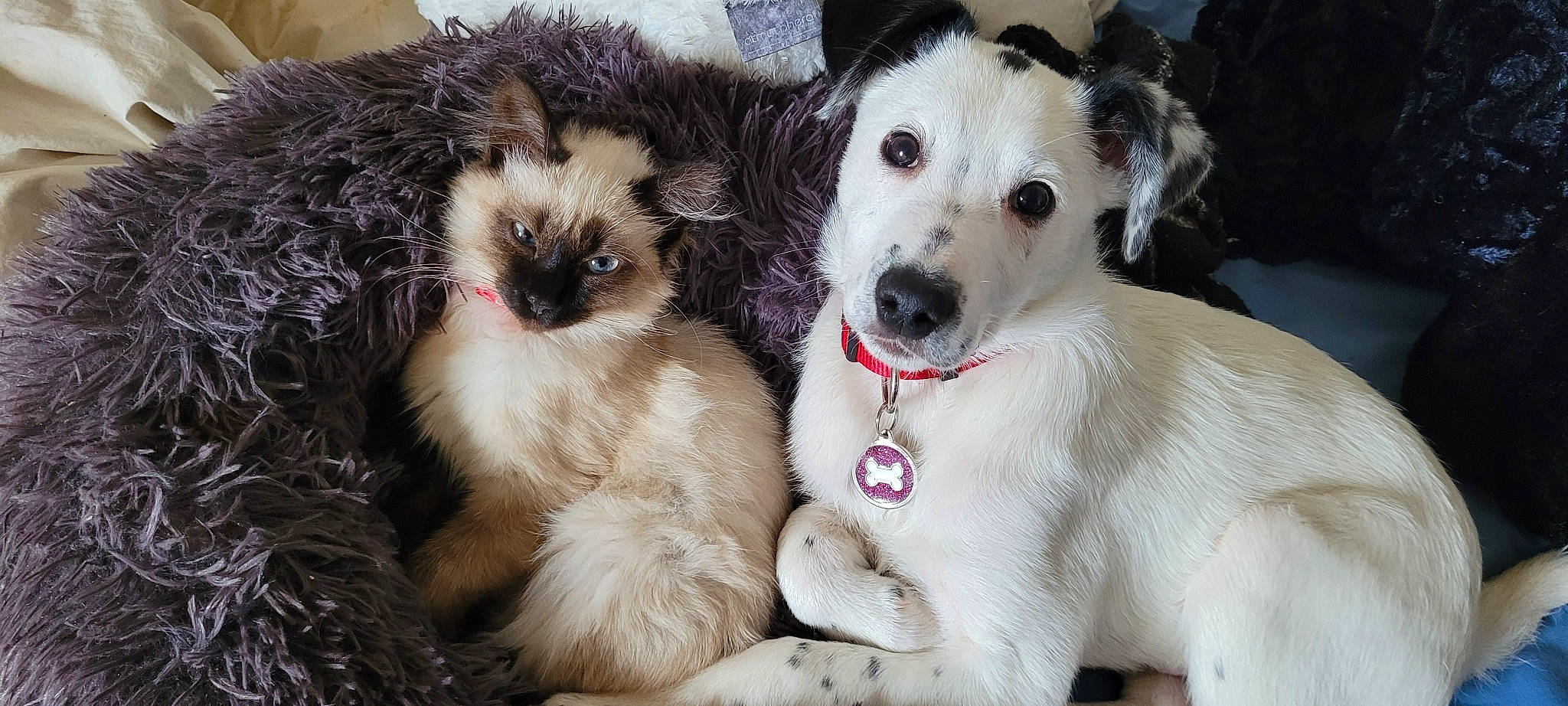 Nuage a rejoint le concours — aidez-le/la à gagner de superbes lots ! balinese, birman, carnivore, cat, collar, companion_dog, dog, dog_breed, dog_collar, fawn, felidae, fur, pet_supply, siamese, small_to_medium_sized_cats, snout, thai, whiskers, working_animal