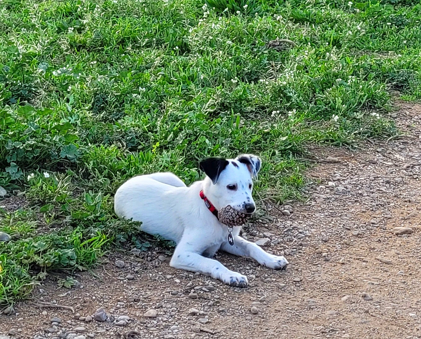 Nuage a rejoint le concours — aidez-le/la à gagner de superbes lots ! canidae, carnivore, collar, companion_dog, dog, dog_breed, dog_collar, dog_supply, field, grass, grass_family, groundcover, mammal, meadow, pet_supply, snout, sporting_group, tail, terrestrial_animal, working_animal