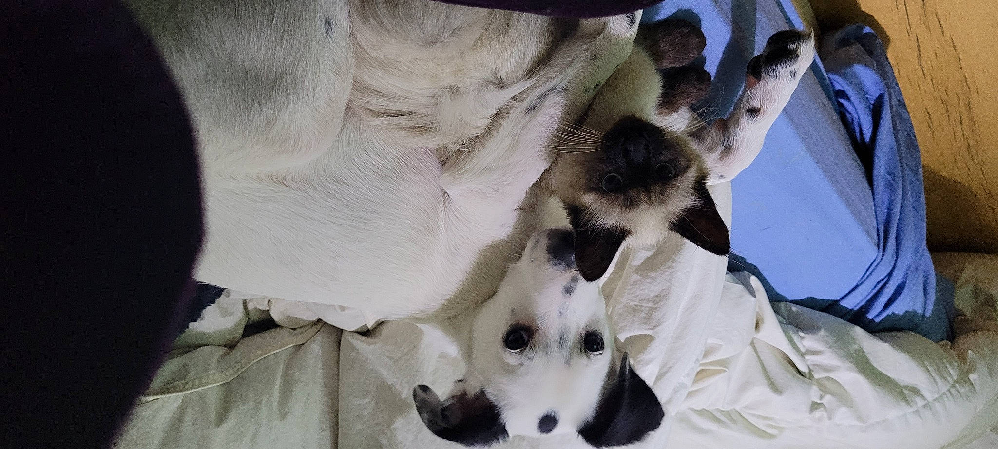 Nuage participe au concours pour gagner de l'argent avec cette photo : balinese, canidae, carnivore, cat, companion_dog, dog, dog_breed, felidae, fur, kitten, siamese, small_to_medium_sized_cats, snout, sporting_group, terrestrial_animal, vertebrate, working_animal, working_dog