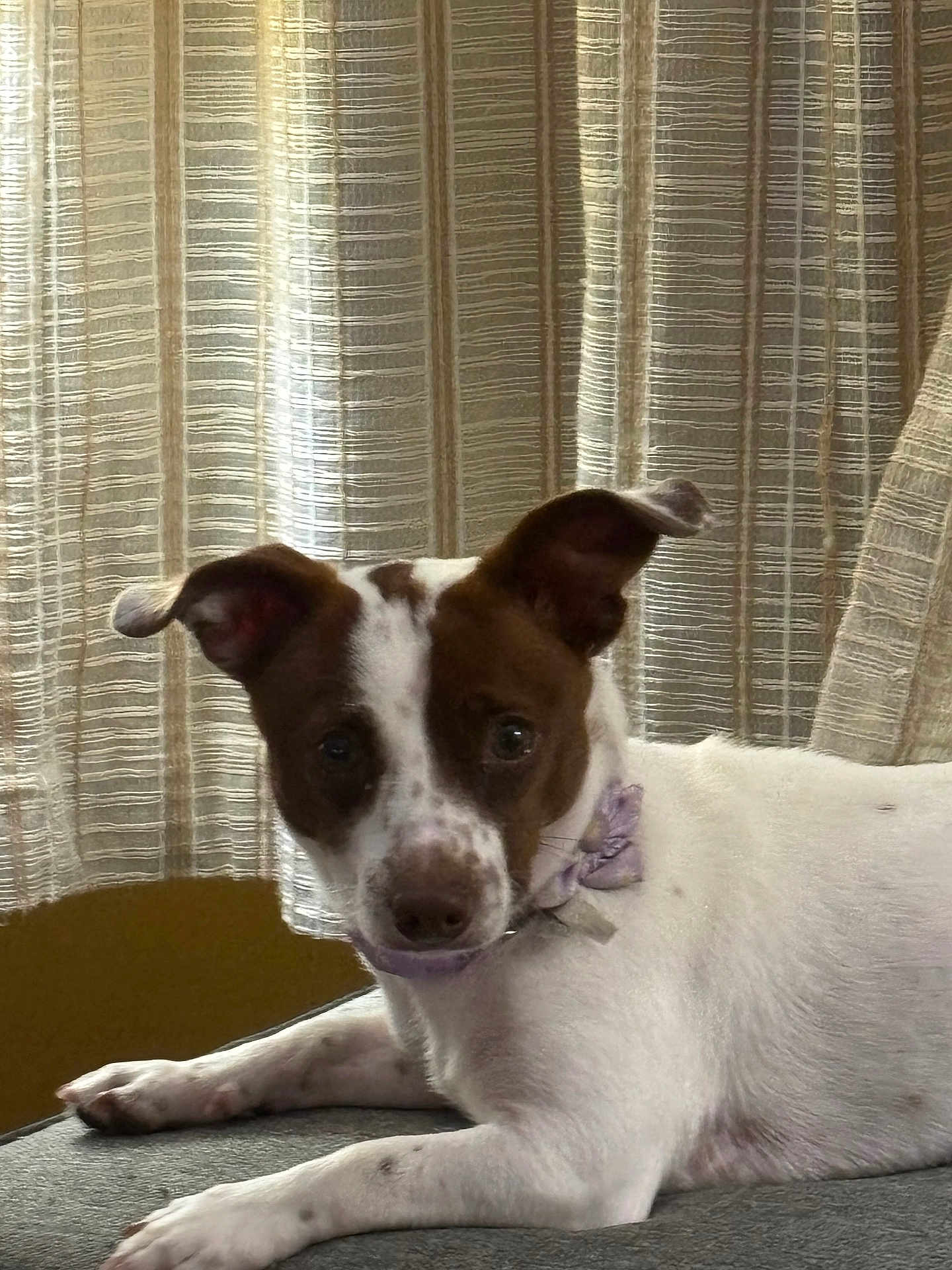 Bailey