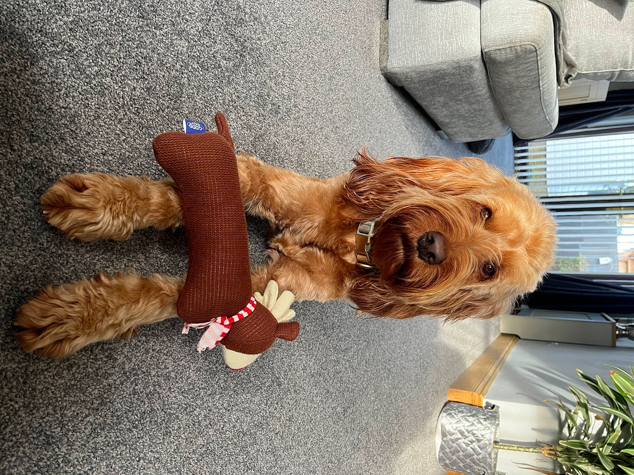 Dudley is registered to the contest to win money with this photo: canidae, carnivore, collar, companion_dog, dog, dog_breed, dog_clothes, dog_collar, dog_supply, fawn, felidae, fur, leash, liver, plant, snout, tail, toy, toy_dog, working_animal