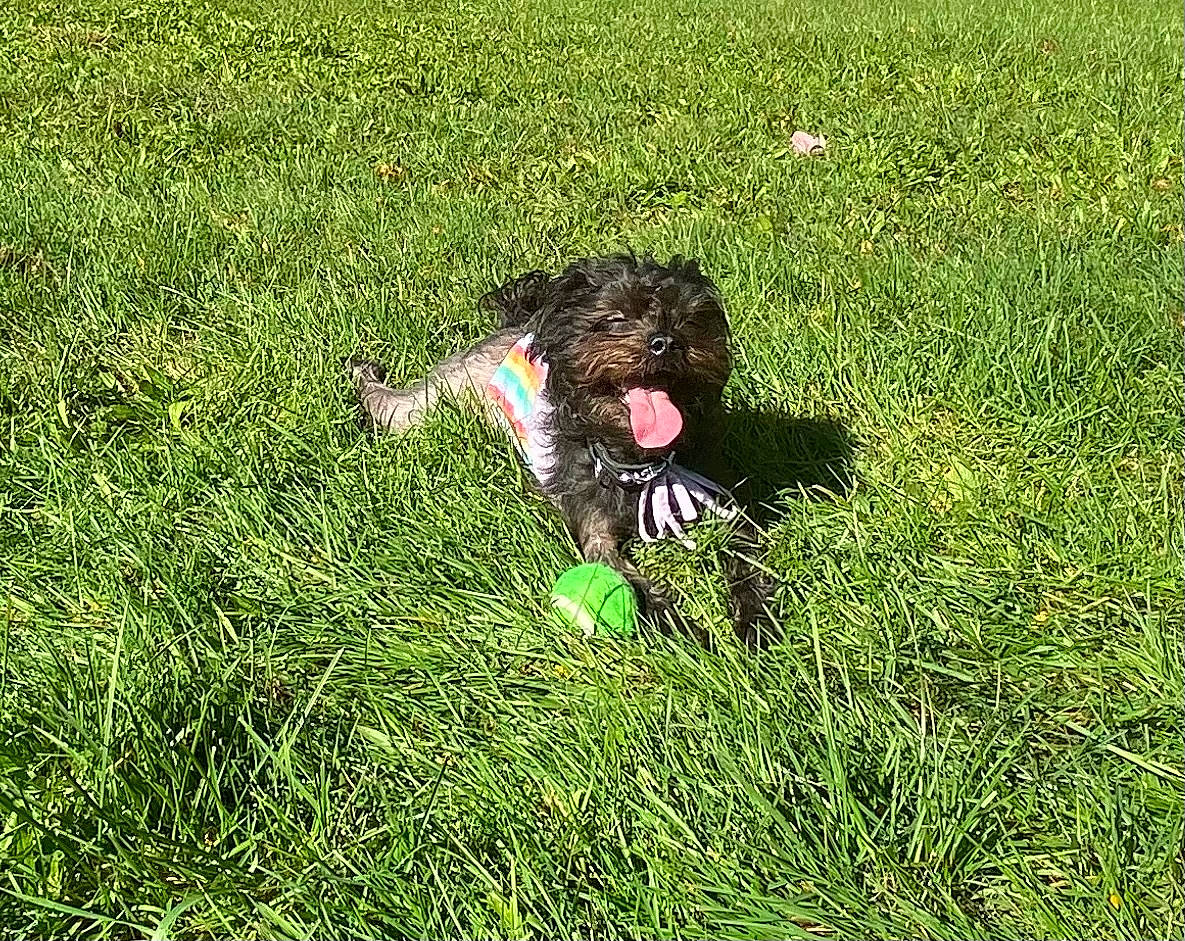 Coco Clementine joined the competition — help win amazing prizes! canidae, carnivore, companion_dog, dog, dog_breed, field, grass, grassland, groundcover, happy, lawn, pasture, people_in_nature, plant, prairie, shrub, soil, sporting_group, terrestrial_animal, water_dog