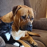 Bonnie joined the competition — help win amazing prizes! animal, black, brown, cat, companion, couch, cozy, cute, dog, domestic, friendship, fur, furniture, home, indoor, paw, pet, relaxed, resting, white