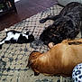 animal, black_and_white_cat, brown_dog, carpet, cat, comfort, companion, cozy, dog, domestic, floor, furniture, home, indoor, large_dog, lazy, pets, relaxing, resting, sleeping