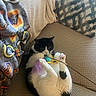 Dora is registered to the contest to win money with this photo: cat, black_and_white_cat, toy, feather_toy, couch, blanket, pillow, indoor, pet, playful, fur, whiskers, claws, paw, relaxed, cozy, patterned, home, animal, feline
