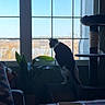 cat, window, indoor, plant, cat_tree, bowl, blanket, curious, silhouette, daylight, furniture, pet, home, cozy, animal, perch, light, shadow, relaxing, nature_view