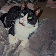 Dora joined the competition — help win amazing prizes! cat, black_and_white, pet, indoor, blanket, pillow, bed, fur, whiskers, pink_nose, curious, relaxed, domestic_animal, feline, soft_texture, cute, animal, cozy, resting, companion