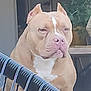 dog, pitbull, tan, white, ears_cropped, pet, animal, railing, furniture, plant, door, indoors, guarding, serious, muscular, portrait, sitting, closeup, canine, companion