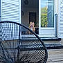 dog, pitbull, doorway, shutters, chair, deck, wooden_floor, window, plant, interior, table, outdoor, home, pet, animal, furniture, daylight, modern, calm, still_life