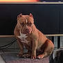 dog, brown_dog, white_markings, indoor, living_room, rug, furniture, modern_cabinet, floor, tile_floor, pet, animal, seated_dog, two_dogs, watching, ears_cropped, calm, home_interior, domestic, companion