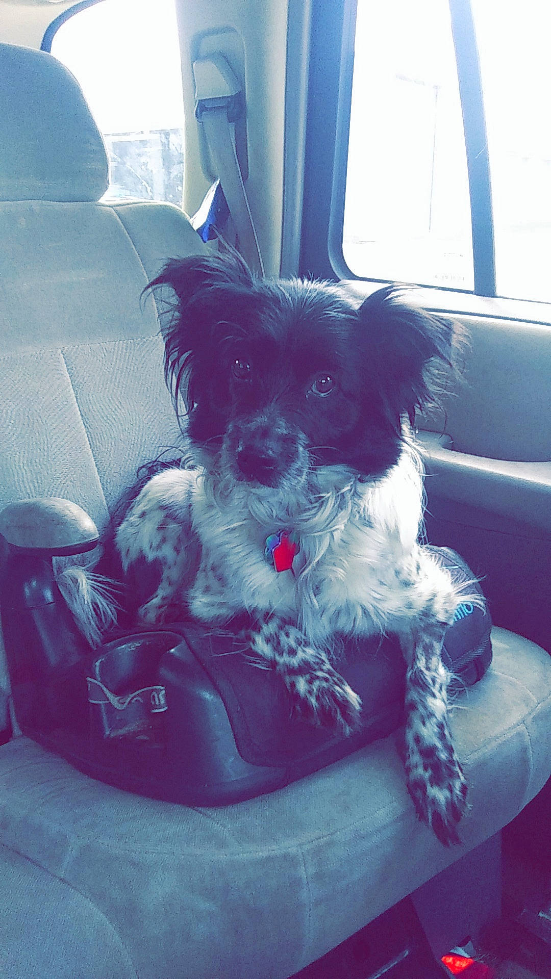 Lovely joined the competition — help win amazing prizes! car, carnivore, comfort, companion_dog, dog, dog_breed, dog_collar, dog_supply, fur, luggage_and_bags, mammal, sitting, small_terrier, terrier, tints_and_shades, toy_dog, vehicle, vertebrate, window, working_animal