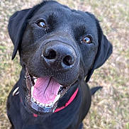 Leo is registered to the contest to win money with this photo: dog, black_dog, tongue_out, happy, pet, canine, outdoor, grass, animal, close_up, smiling, friendly, collar, mammal, playful, cute, face, fur, nose, eyes