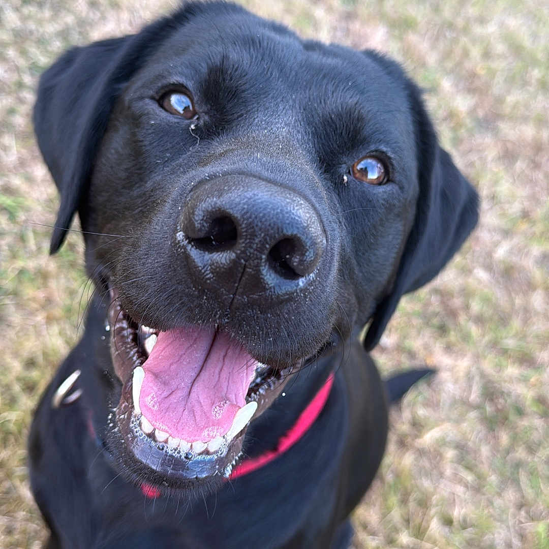 Leo is registered to the contest to win money with this photo: animal, black_dog, canine, close_up, collar, cute, dog, eyes, face, friendly, fur, grass, happy, mammal, nose, outdoor, pet, playful, smiling, tongue_out