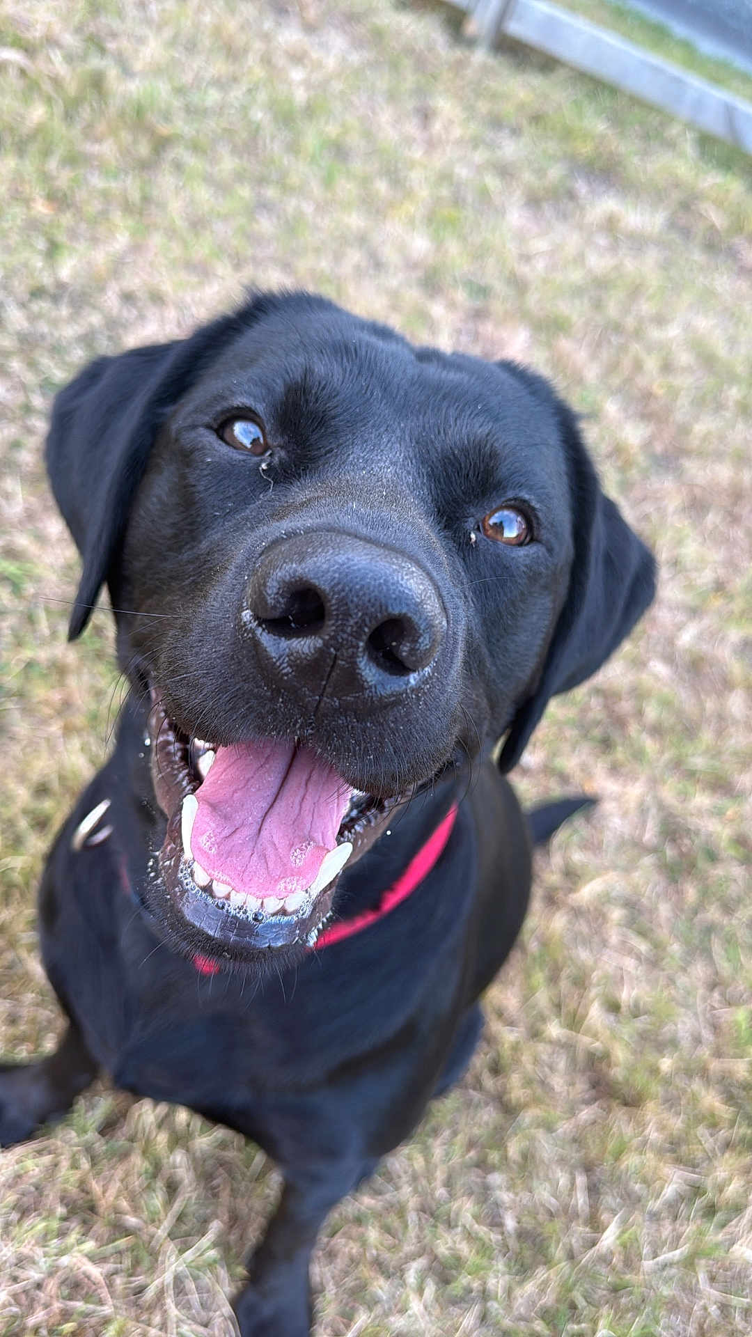 Leo is registered to the contest to win money with this photo: dog, black_dog, tongue_out, happy, pet, canine, outdoor, grass, animal, close_up, smiling, friendly, collar, mammal, playful, cute, face, fur, nose, eyes