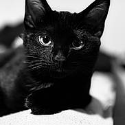Val participe au concours pour gagner de l'argent avec cette photo : black_cat, cat, close_up, portrait, animal, pet, feline, whiskers, ears, eyes, resting, soft_surface, black_and_white, blurred_background, cute, indoor, mammal, fur, domestic_animal, calm