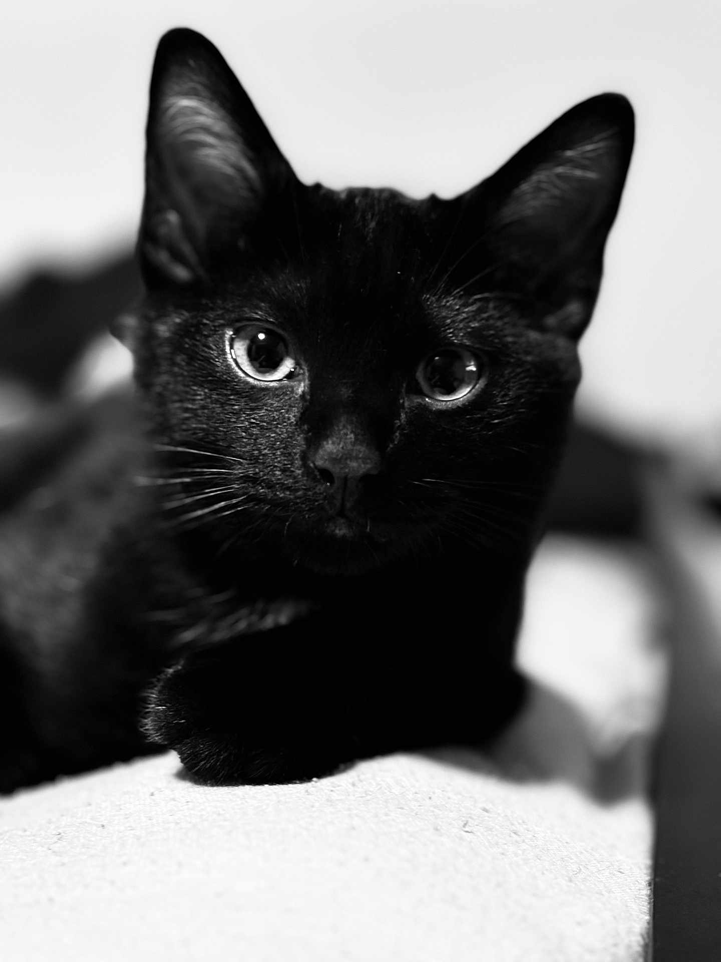 Val participe au concours pour gagner de l'argent avec cette photo : black_cat, cat, close_up, portrait, animal, pet, feline, whiskers, ears, eyes, resting, soft_surface, black_and_white, blurred_background, cute, indoor, mammal, fur, domestic_animal, calm