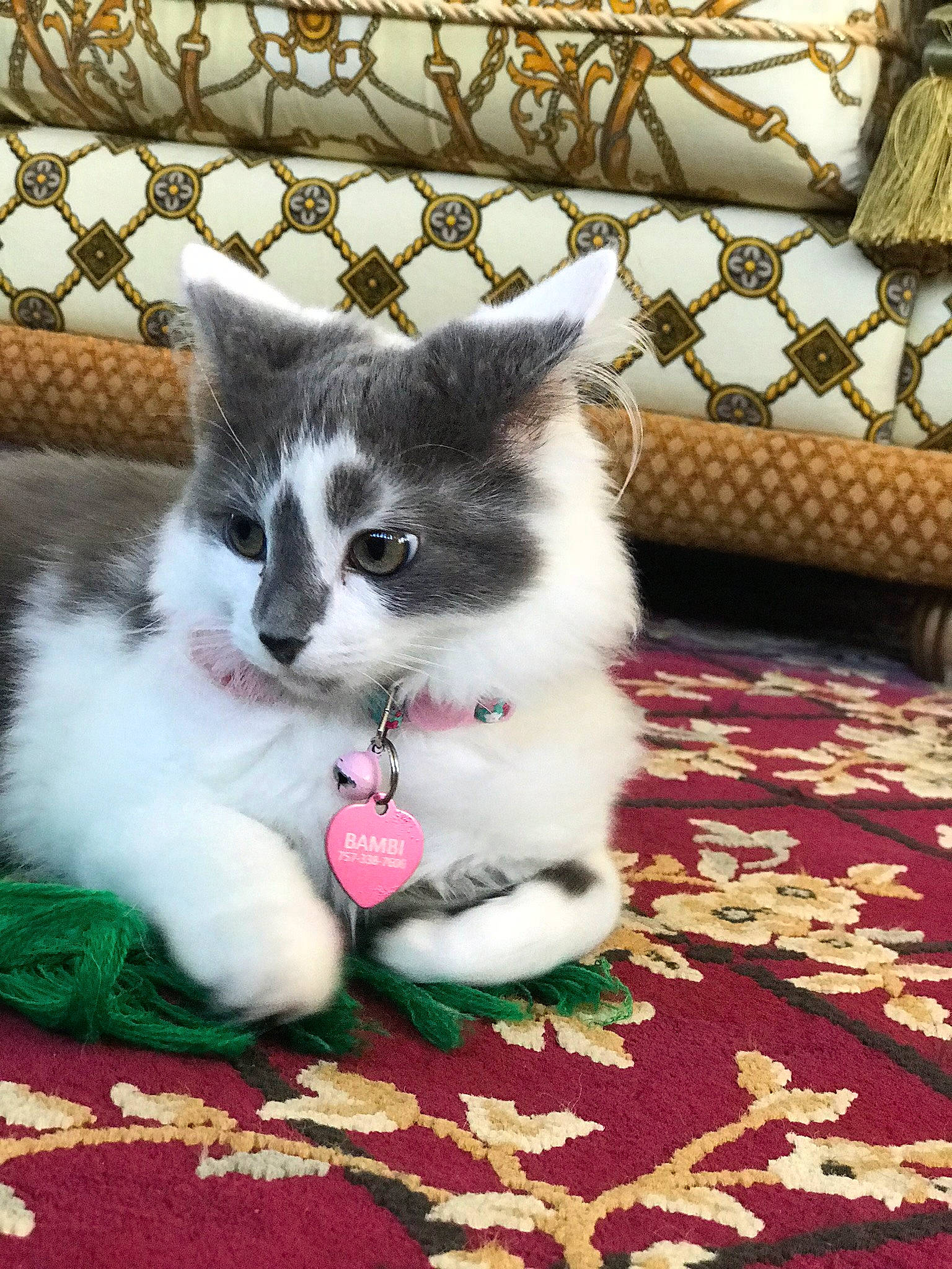 Bambi joined the competition — help win amazing prizes! art, carnivore, carpet, cat, claw, comfort, domestic_short_haired_cat, felidae, flooring, foot, fur, grass, pattern, paw, plant, sitting, small_to_medium_sized_cats, snout, tail, whiskers