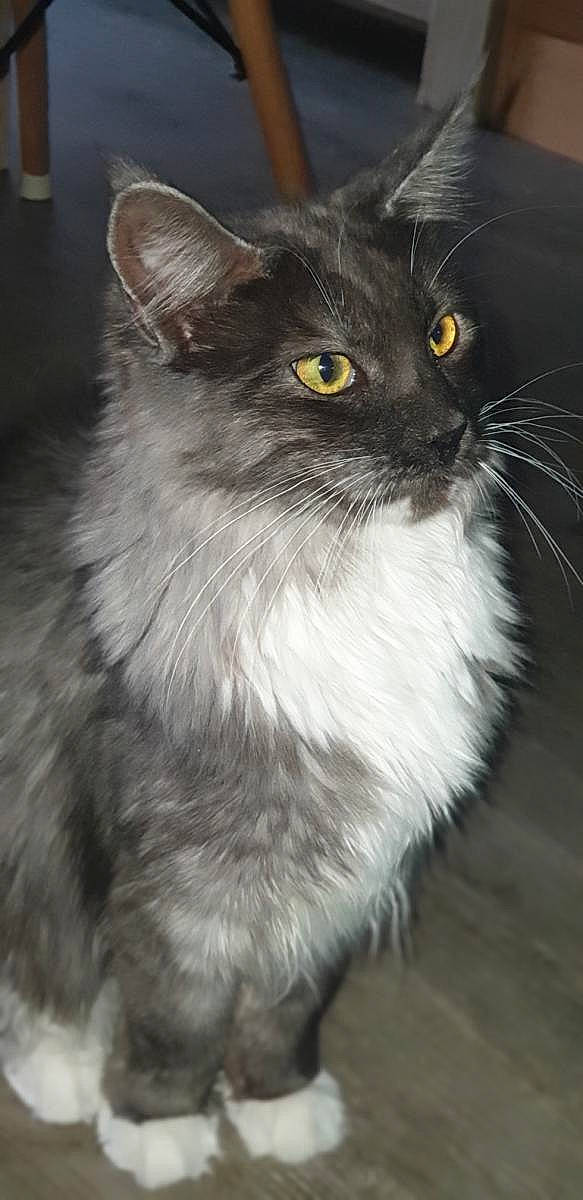Odaly participe au concours pour gagner de l'argent avec cette photo : asian_semi_longhair, british_longhair, british_semi_longhair, carnivore, cat, domestic_long_haired_cat, domestic_short_haired_cat, eye, felidae, maine_coon, mammal, nebelung, norwegian_forest_cat, persian, ragamuffin, siberian, small_to_medium_sized_cats, snout, vertebrate, whiskers