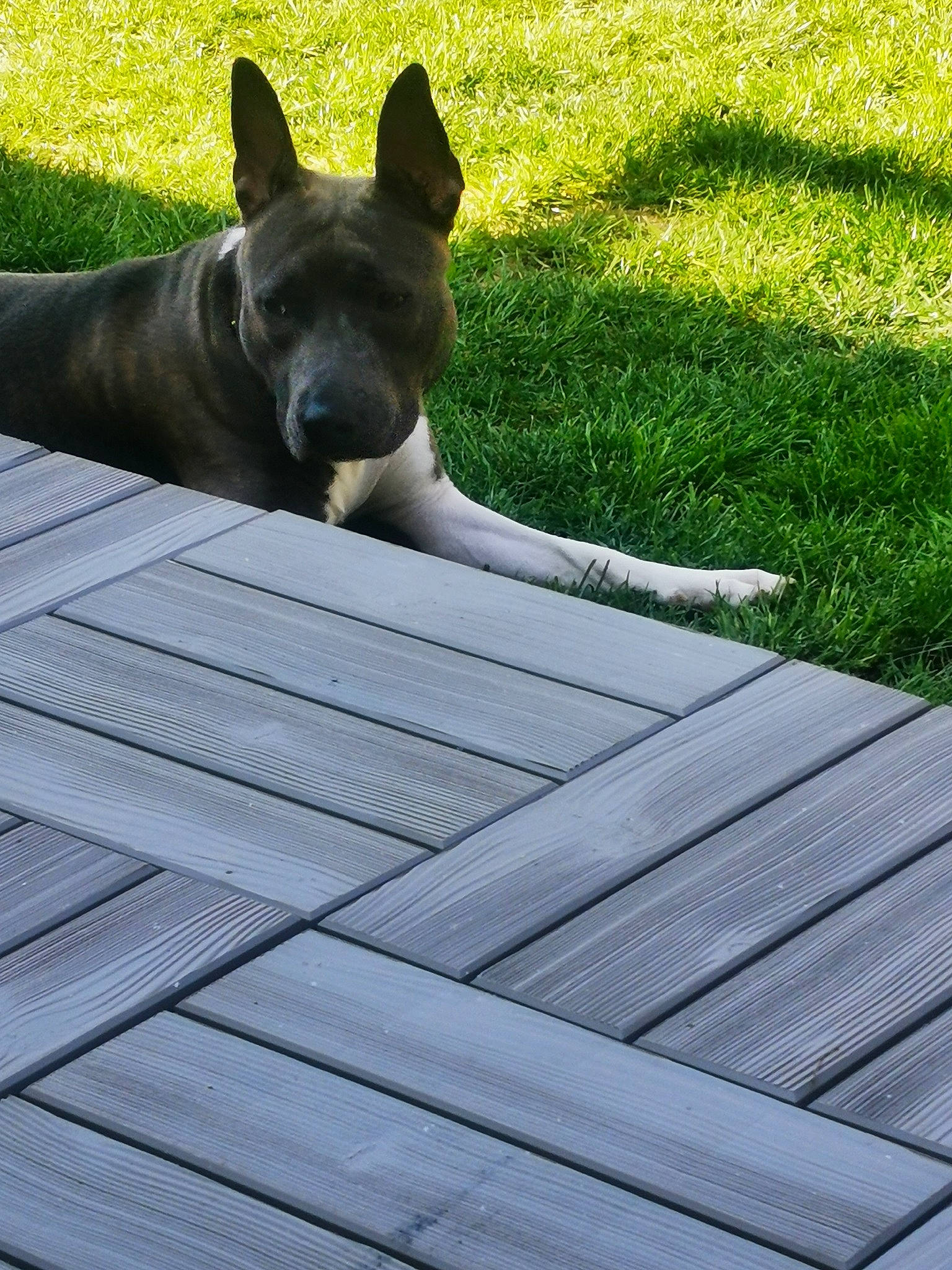 Pryska participe au concours pour gagner de l'argent avec cette photo : carnivore, comfort, companion_dog, composite_material, dog, dog_breed, fawn, flooring, grass, groundcover, leisure, roof, shade, shadow, sitting, snout, sporting_group, tail, terrestrial_animal, wood