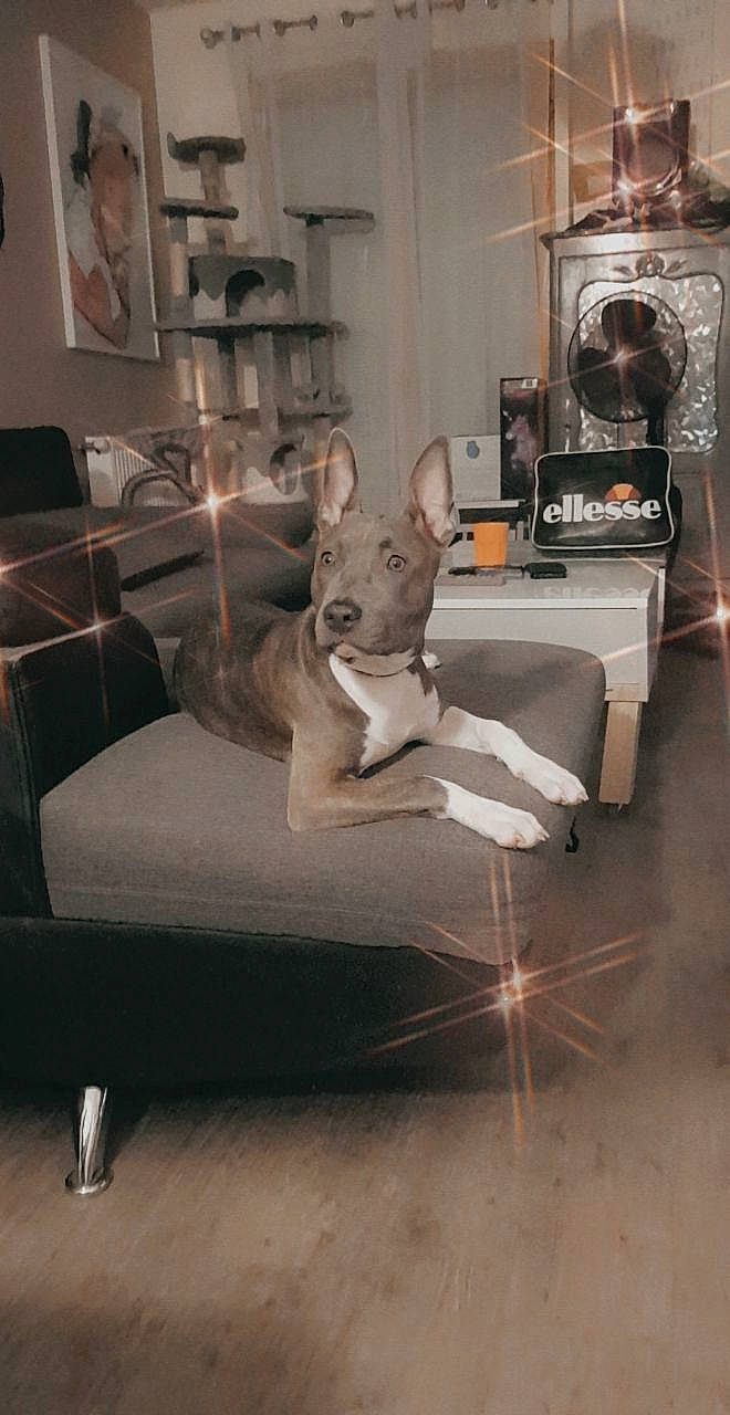 Pryska a rejoint le concours — aidez-le/la à gagner de superbes lots ! chair, chest_of_drawers, comfort, companion_dog, couch, drawer, fawn, floor, flooring, grey, hardwood, house, interior_design, kitchen_appliance, living_room, picture_frame, small_to_medium_sized_cats, table, window, wood