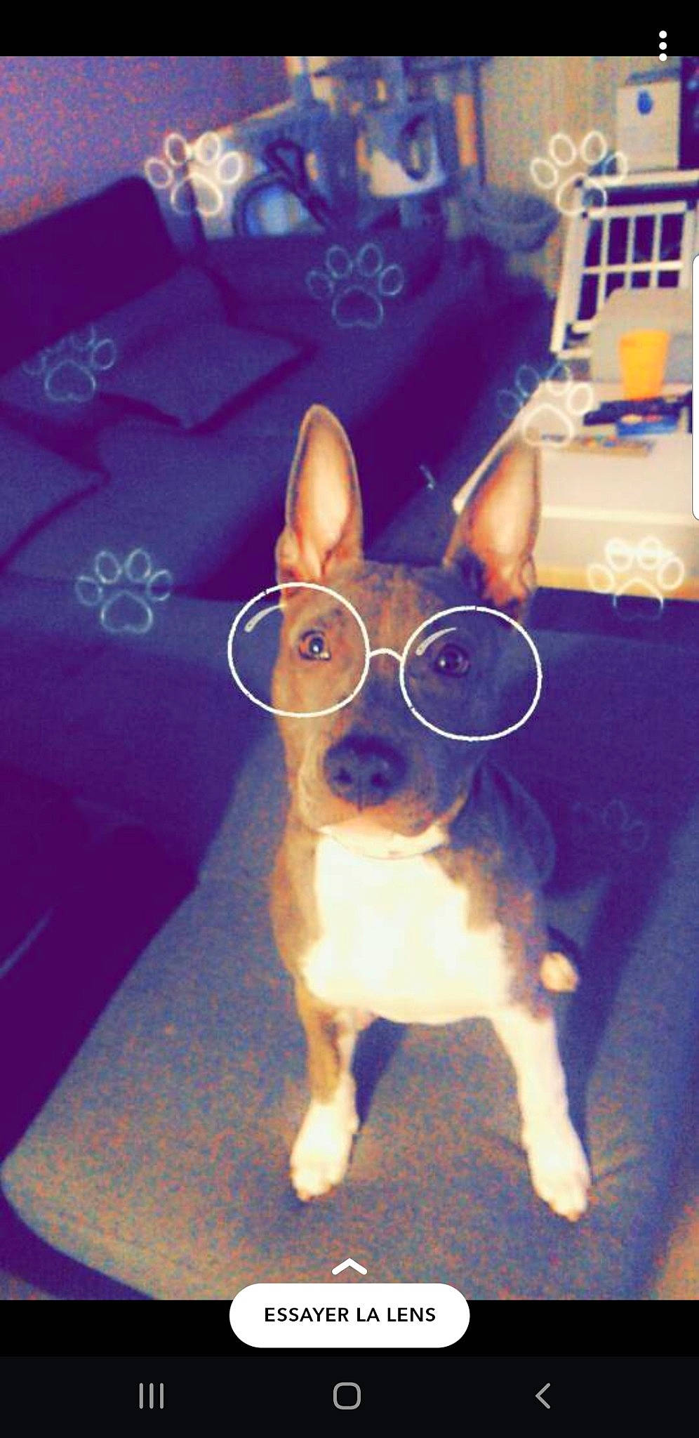 Pryska a rejoint le concours — aidez-le/la à gagner de superbes lots ! blue, boston_terrier, canidae, carnivore, chihuahua, companion_dog, dog, dog_breed, ear, electric_blue, eyewear, fawn, snout, sporting_group, tail, toy, toy_dog, vision_care, whiskers, working_animal