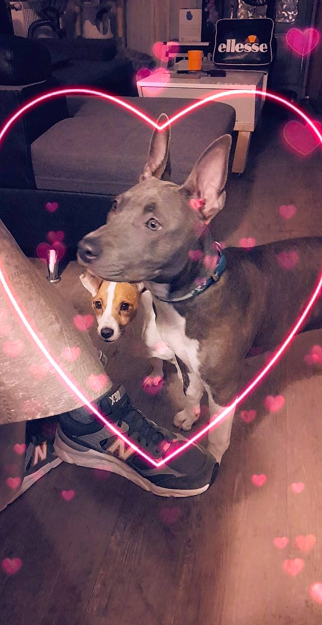 Pryska participe au concours pour gagner de l'argent avec cette photo : carnivore, collar, companion_dog, dog, dog_breed, dog_clothes, dog_collar, dog_supply, fawn, leash, light, mammal, pet_supply, pink, purple, snout, sporting_group, toy_dog, vertebrate, working_animal