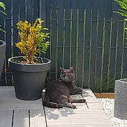 Minette a rejoint le concours — aidez-le/la à gagner de superbes lots ! backyard, cat, fawn, felidae, fence, flowerpot, garden, grass, houseplant, landscaping, plant, shrub, small_to_medium_sized_cats, tail, tree, yard