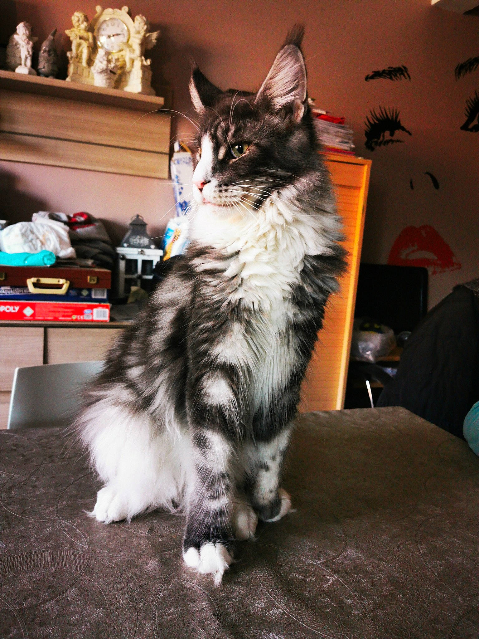 Pilou-pilou participe au concours pour gagner de l'argent avec cette photo : box, carnivore, cat, claw, domestic_short_haired_cat, drawer, felidae, flooring, fur, houseplant, lap, paw, picture_frame, plant, shelf, sitting, small_to_medium_sized_cats, snout, tail, whiskers