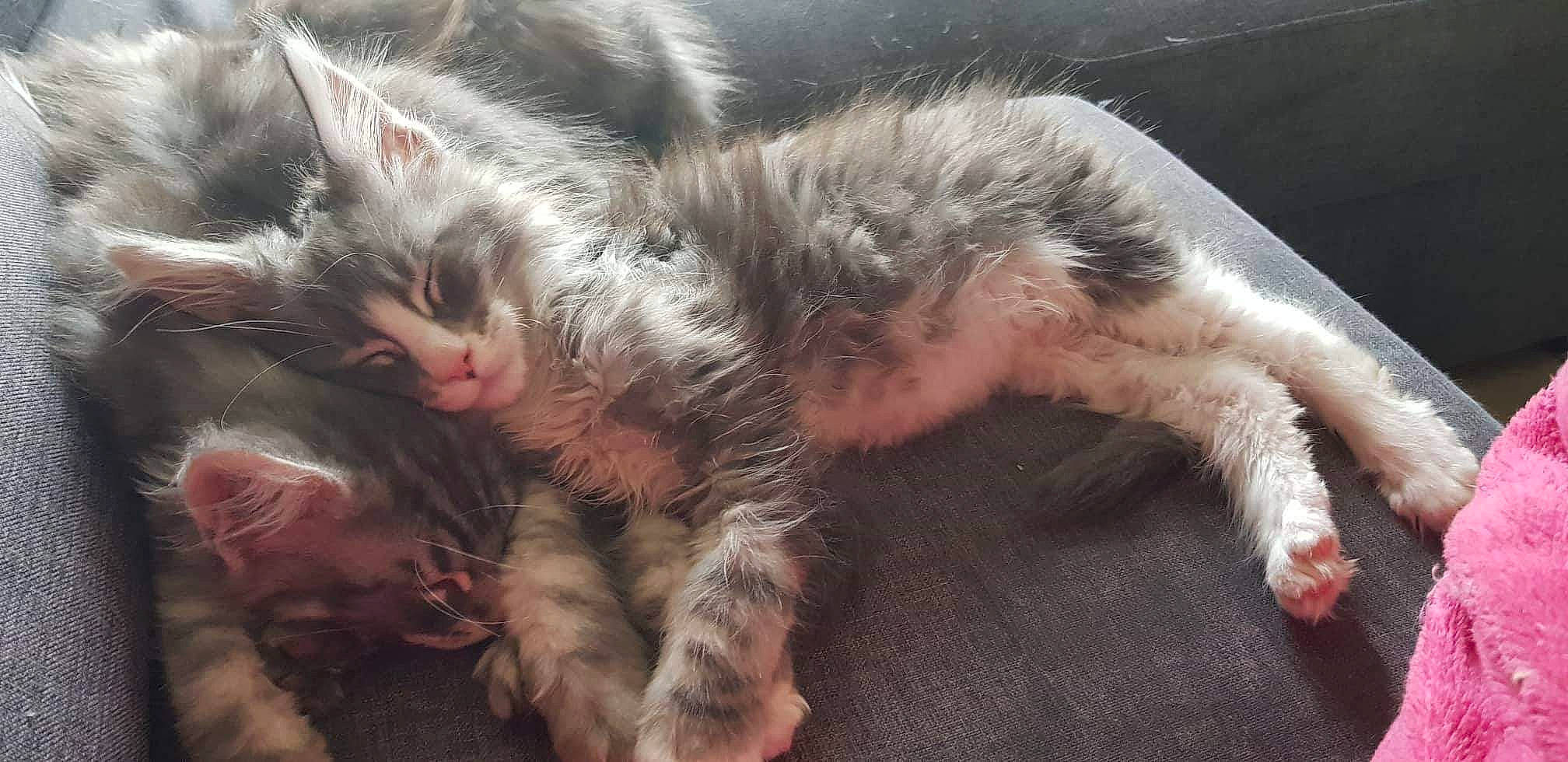 Pilou-pilou participe au concours pour gagner de l'argent avec cette photo : carnivore, cat, claw, comfort, domestic_short_haired_cat, felidae, foot, fur, nap, paw, sleep, small_to_medium_sized_cats, snout, tail, terrestrial_animal, whiskers