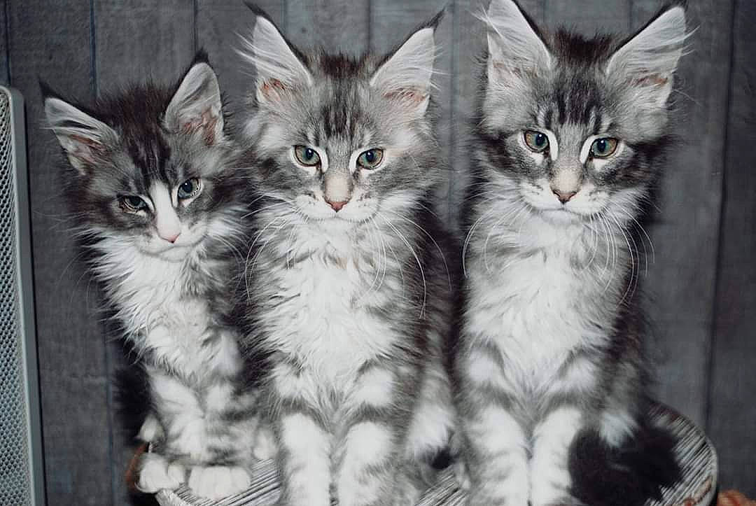 Pilou-pilou a rejoint le concours — aidez-le/la à gagner de superbes lots ! carnivore, cat, claw, domestic_short_haired_cat, felidae, fur, pattern, paw, small_to_medium_sized_cats, snout, terrestrial_animal, whiskers