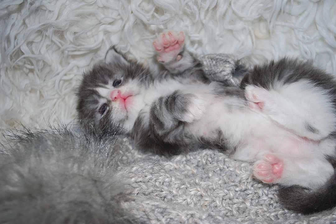 Pilou-pilou participe au concours pour gagner de l'argent avec cette photo : canidae, carnivore, cat, cat_bed, claw, comfort, dog_breed, fawn, felidae, foot, fur, grey, nap, natural_material, paw, small_to_medium_sized_cats, snout, tail, terrestrial_animal, whiskers