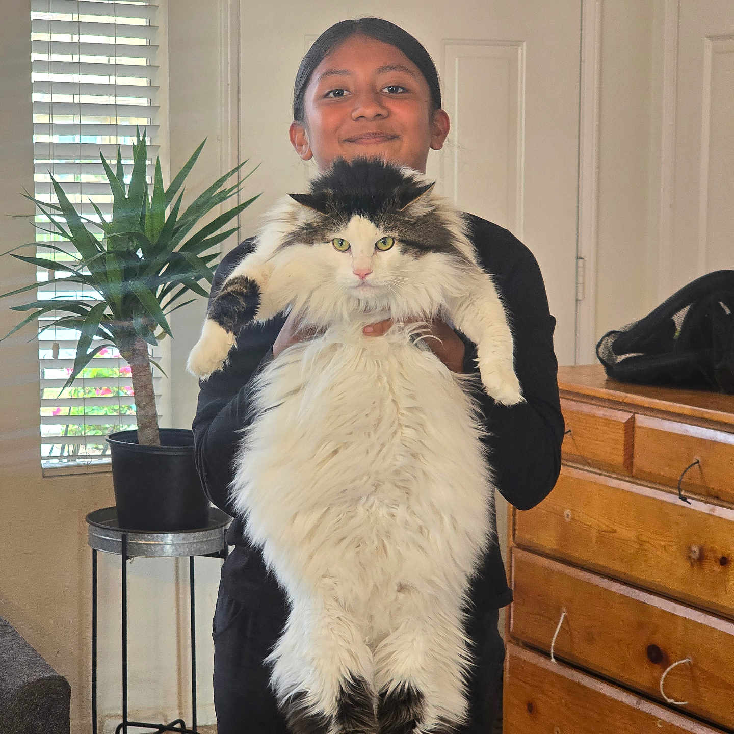 Fluffy is registered to the contest to win money with this photo: black_clothing, carpet, cat, child, cute, domestic, dresser, floor, fluffy_cat, furniture, holding, home, indoor, long_hair, person, pet, plant, portrait, smiling, window