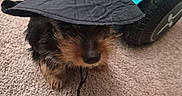 Milo joined the competition — help win amazing prizes! puppy, dog, small_dog, fluffy, black_and_brown, wizard_hat, costume, pet, animal, portrait, face, indoors, carpet, toy_vehicle, turquoise, playroom, cute, adorable, sitting, whiskers
