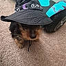 adorable, animal, black_and_brown, carpet, costume, cute, dog, face, fluffy, indoors, pet, playroom, portrait, puppy, sitting, small_dog, toy_vehicle, turquoise, whiskers, wizard_hat