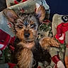 Milo joined the competition — help win amazing prizes! dog, puppy, yorkshire_terrier, small_dog, pet, animal, portrait, close_up, fluffy, fur, brown_fur, black_fur, large_ears, sitting, lying_down, blanket, fleece, cozy, indoors, cute