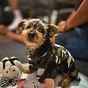 Milo joined the competition — help win amazing prizes! dog, puppy, yorkshire_terrier, small_dog, camouflage, clothing, costume, portrait, sitting, indoors, stuffed_animal, plush_toy, toy, blanket, bed, people, blurred_background, pet, brown_fur, black_fur