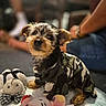 bed, black_fur, blanket, blurred_background, brown_fur, camouflage, clothing, costume, dog, indoors, people, pet, plush_toy, portrait, puppy, sitting, small_dog, stuffed_animal, toy, yorkshire_terrier