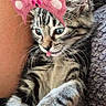 Panchito is registered to the contest to win money with this photo: animal, bow, cat, close_up, cuddling, cute, furry, green_eyes, human_arm, indoors, kitten, lying_down, pet, pink_accessory, portrait, sitting, striped_fur, tabby, tongue_out, whiskers
