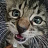 cat, kitten, tabby, close_up, pet, animal, whiskers, hand, fur, eyes, mouth, indoor, curious, young, cute, feline, domestic_animal, expression, texture, holding