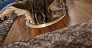 Panchito is registered to the contest to win money with this photo: animal, blanket, cat, couch, cozy, curtain, furniture, furry, home, indoor, kitten, lamp, person, pet, phone, red_shirt, relaxing, smile, tabby, wooden_surface