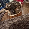 Panchito is registered to the contest to win money with this photo: kitten, cat, tabby, indoor, person, phone, smile, red_shirt, lamp, curtain, furniture, wooden_surface, blanket, couch, cozy, relaxing, pet, animal, home, furry