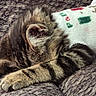 Panchito joined the competition — help win amazing prizes! kitten, cat, paw, fur, tabby, sleeping, cozy, sock, colorful, texture, cute, animal, pet, closeup, resting, soft, indoor, feline, mammal, pattern