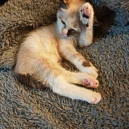 Pistache participe au concours pour gagner de l'argent avec cette photo : kitten, cat, paw, fur, pet, animal, sleepy, resting, cozy, blanket, soft, cute, indoor, young, feline, relaxed, whiskers, mammal, playful, small