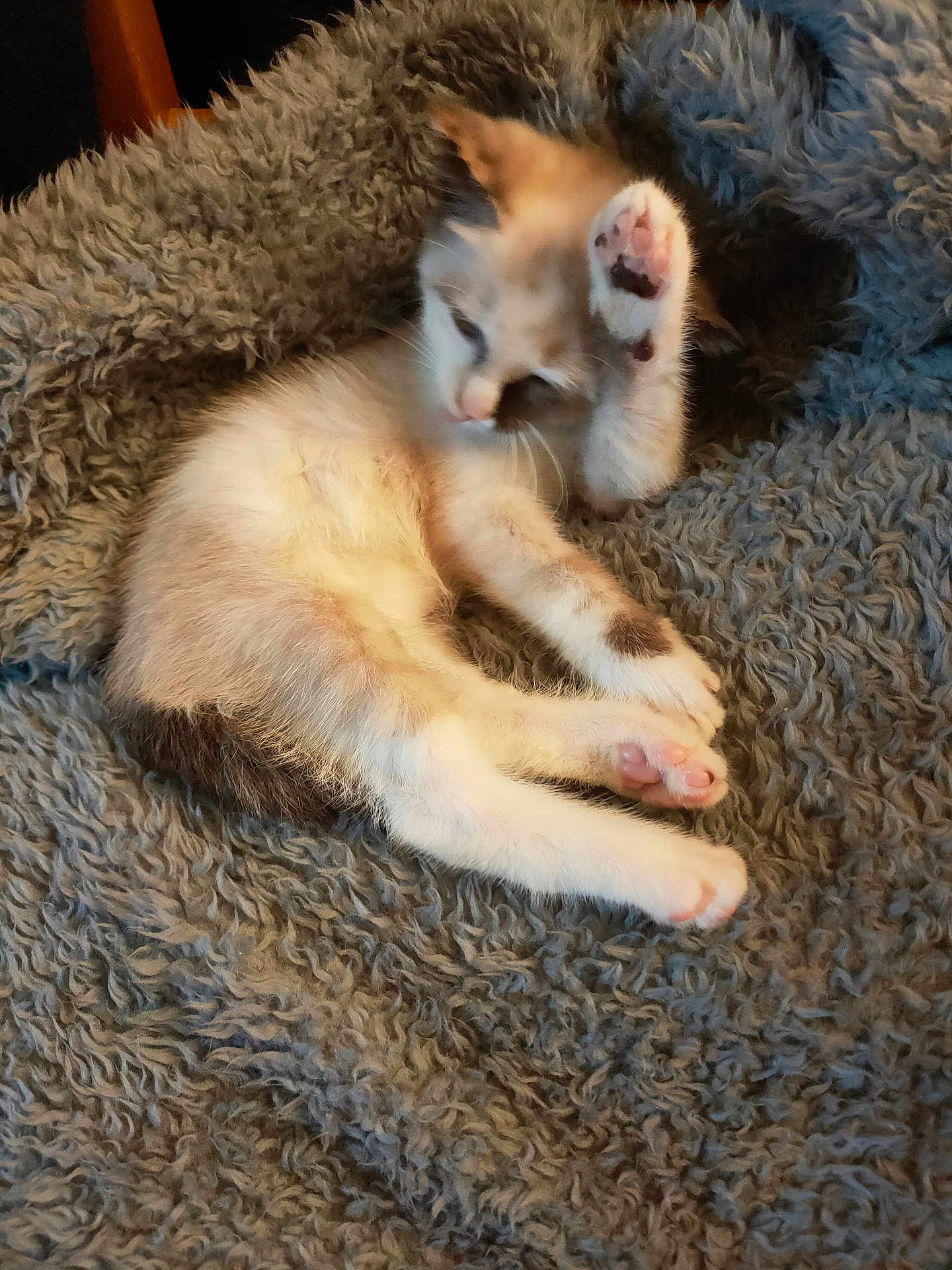 Pistache participe au concours pour gagner de l'argent avec cette photo : kitten, cat, paw, fur, pet, animal, sleepy, resting, cozy, blanket, soft, cute, indoor, young, feline, relaxed, whiskers, mammal, playful, small