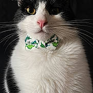 Rey is registered to the contest to win money with this photo: cat, black_and_white, bow_tie, close_up, portrait, whiskers, pink_nose, fur, animal, pet, indoor, face, cute, fluffy, eyes, mammal, feline, adorable, fashion, portrait_photography