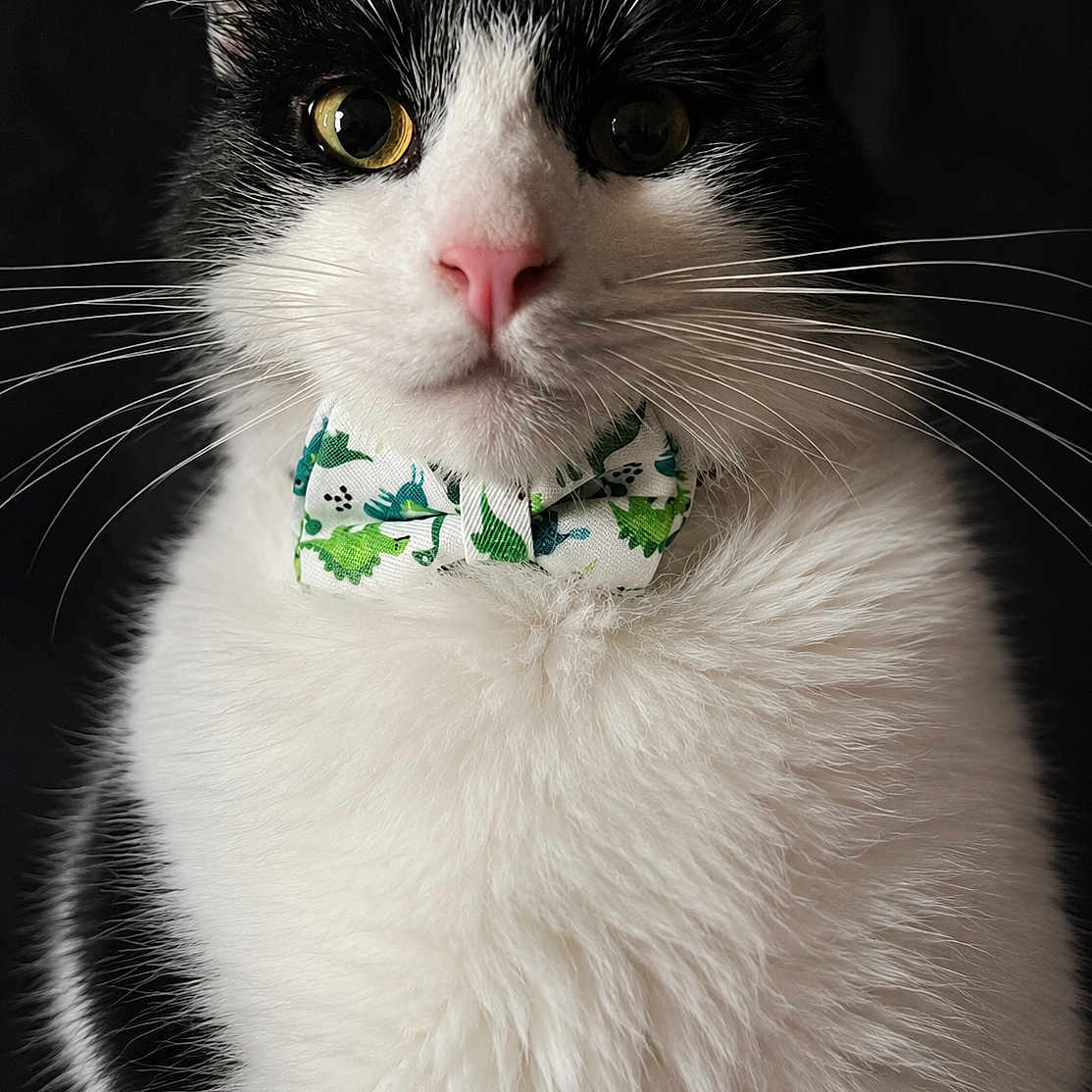 Rey is registered to the contest to win money with this photo: cat, black_and_white, bow_tie, close_up, portrait, whiskers, pink_nose, fur, animal, pet, indoor, face, cute, fluffy, eyes, mammal, feline, adorable, fashion, portrait_photography