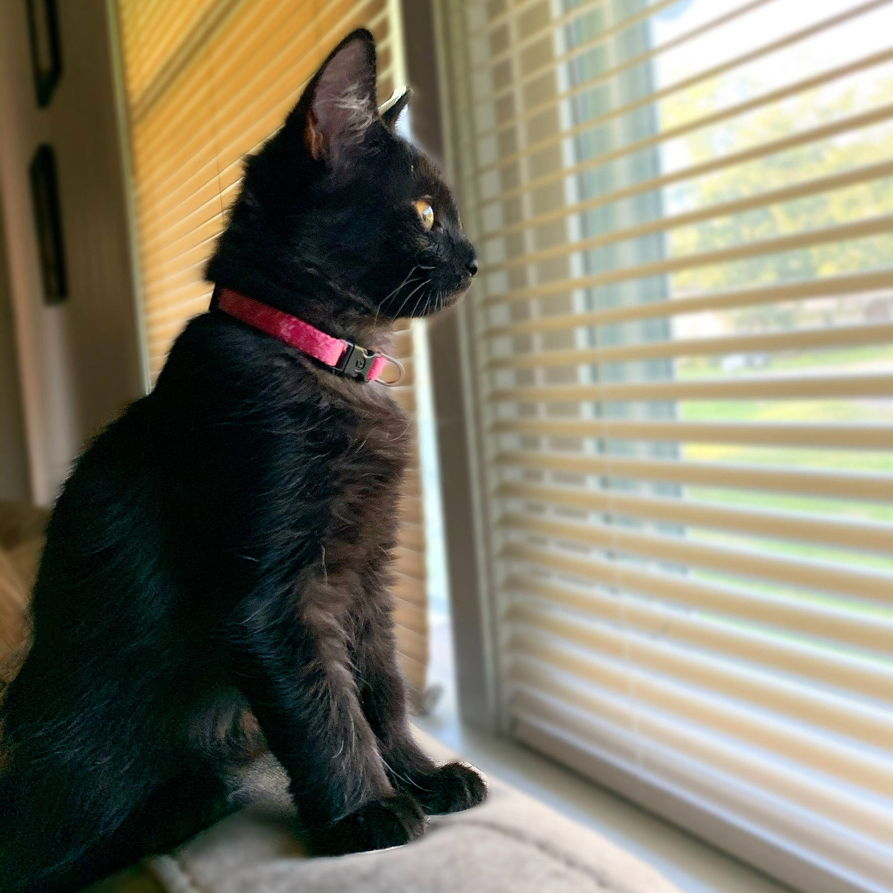 Dipper is registered to the contest to win money with this photo: asian, black, black_cat, bombay, canidae, carnivore, cat, domestic_short_haired_cat, felidae, fur, mammal, small_to_medium_sized_cats, snout, tail, vertebrate, whiskers, window