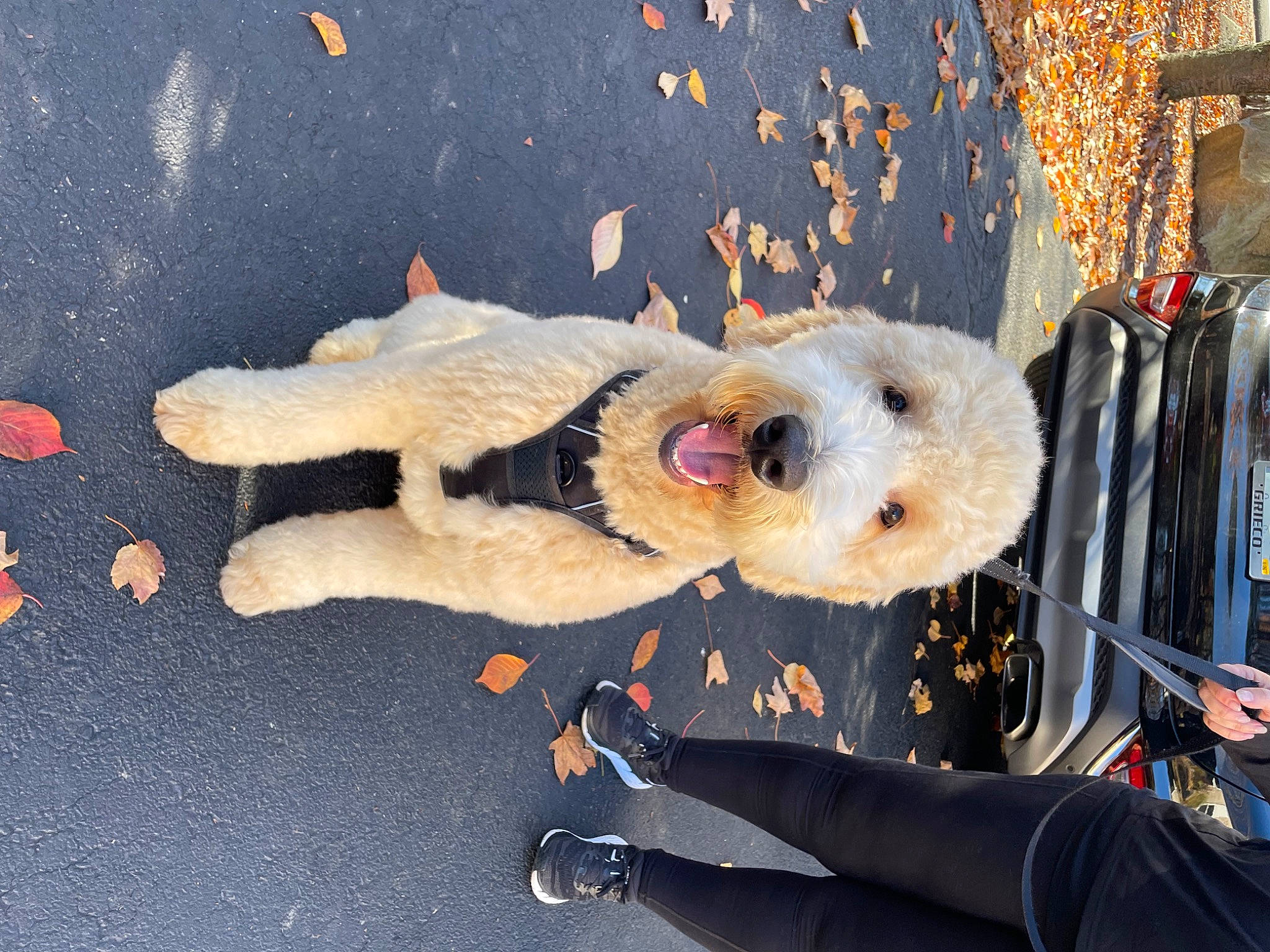 Benji is registered to the contest to win money with this photo: canidae, carnivore, companion_dog, dog, dog_breed, dog_clothes, event, fawn, fun, fur, plush, sporting_group, stuffed_toy, terrier, toy, toy_dog