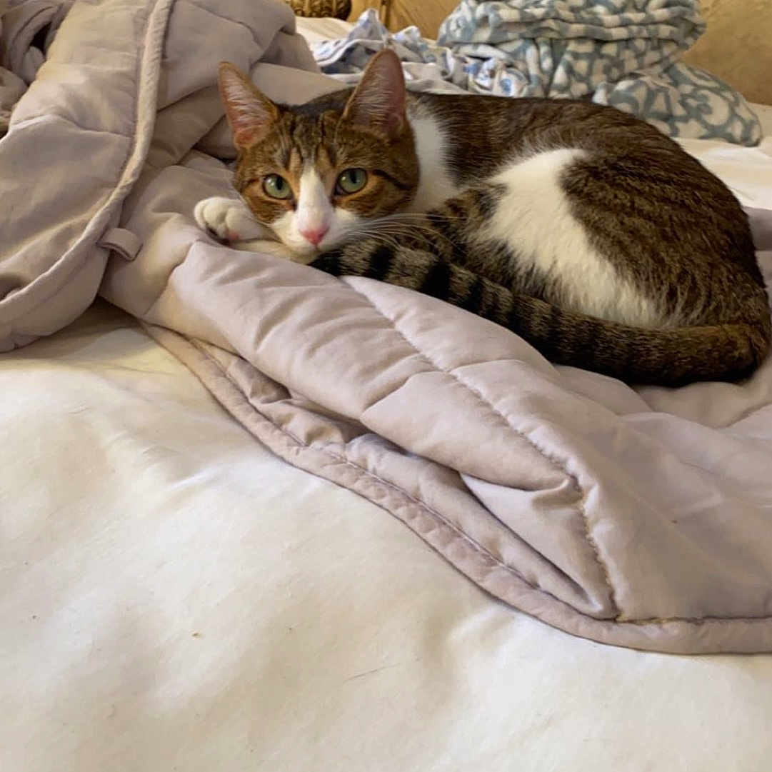 Princess is registered to the contest to win money with this photo: animal, bed, bedroom, blanket, cat, couch, cushion, furniture, homedecor, indoors, kitten, lamp, linen, person, pet, pillow, quilt, room, sleeping, tablelamp